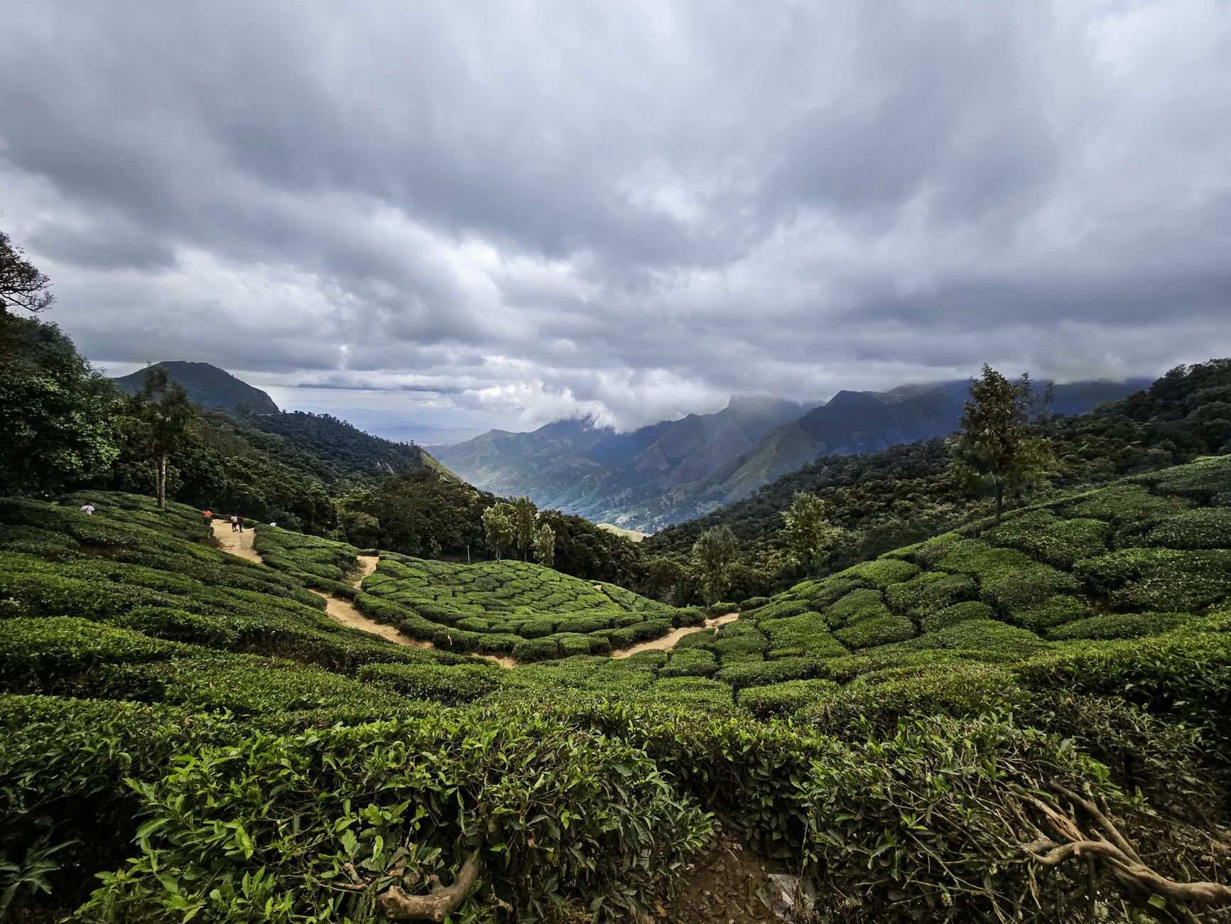 High altitude tea plantations in Sri Lanka